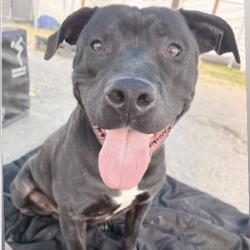 Lost Male Dog last seen Devore Animal Shelter, San Bernardino, CA 92407