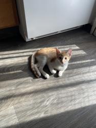 Lost Male Cat last seen by the apmts, Anaheim, CA 92804