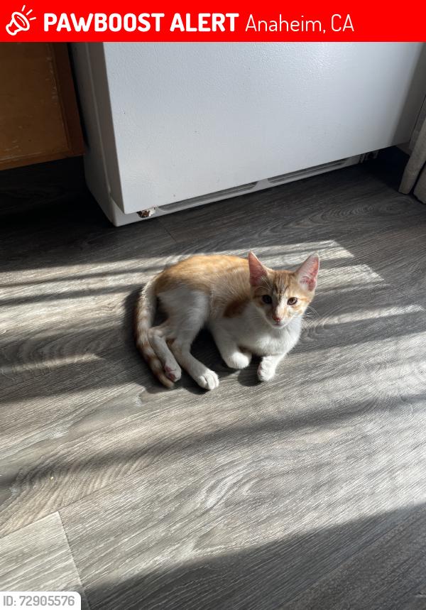 Lost Male Cat last seen by the apmts, Anaheim, CA 92804
