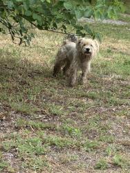 Found/Stray Unknown Dog last seen 30th Rockwell, Bethany, OK 73008