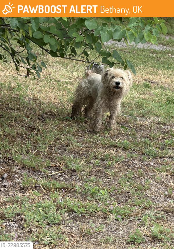 Found/Stray Unknown Dog last seen 30th Rockwell, Bethany, OK 73008