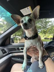 Found/Stray Male Dog last seen Rocky Face Cemetery on Sam Love Rd, Whitfield County, GA 30740