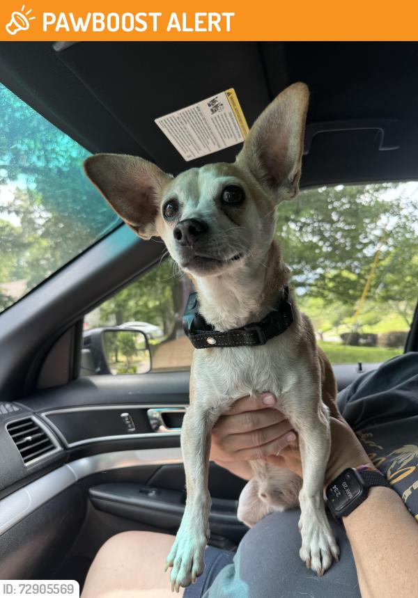 Found/Stray Male Dog last seen Rocky Face Cemetery on Sam Love Rd, Whitfield County, GA 30740