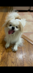 Reunited Male Dog last seen Southlake, gvine area , Southlake, TX 76092