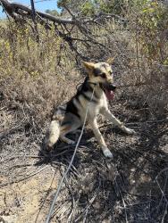 Found/Stray Male Dog last seen Pioneer rd & Jamboree Roaf , Tustin, CA 92782