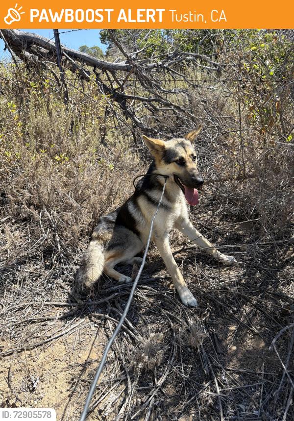 Found/Stray Male Dog last seen Pioneer rd & Jamboree Roaf , Tustin, CA 92782