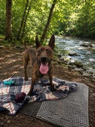 Shelter Stray Male Dog last seen RIVER BEND CIR & VALLEJO WAY, Sacramento, CA 95818