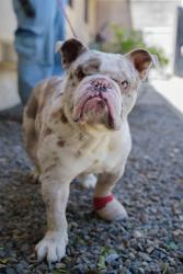Shelter Stray Male Dog last seen GRAND RIVER DR & GREENHAVEN DR, Sacramento, CA 95818