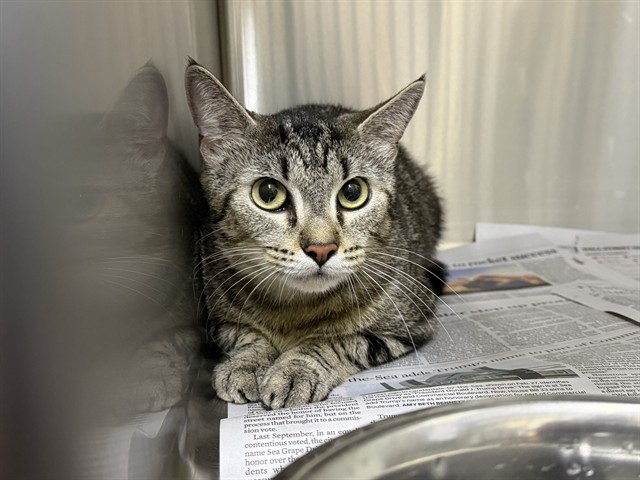 Shelter Stray Female Cat last seen , 2769 Conroy Rd, Orlando, FL 32839, USA