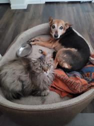 Reunited Male Cat last seen 140th & Jackson Street, Thornton, CO 80602