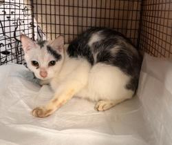 Shelter Stray Female Cat last seen , San Pedro, CA 90731