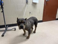 Shelter Stray Female Dog last seen Near BLOCK S 5TH PL, Milwaukee, WI 53215