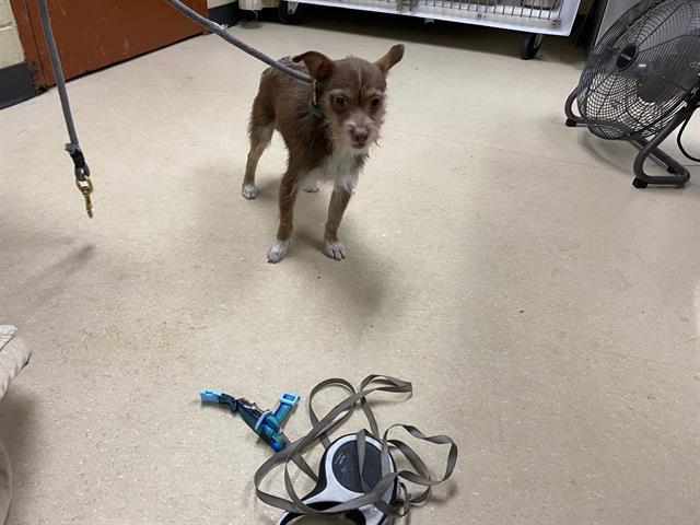 Shelter Stray Male Dog last seen Near BLOCK N 72ND ST, Milwaukee, WI 53215