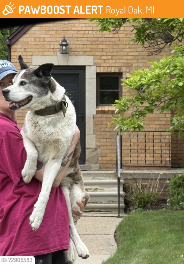 Found/Stray Unknown Dog last seen Mohawk and Lincoln Royal Oak MI, Royal Oak, MI 48067