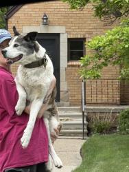Found/Stray Unknown Dog last seen Mohawk and Lincoln Royal Oak MI, Royal Oak, MI 48067