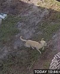Found/Stray Unknown Dog last seen Near or at lot 126, Largo, FL 33771