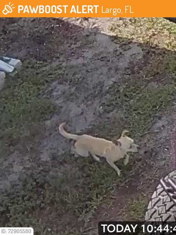 Found/Stray Unknown Dog last seen Near or at lot 126, Largo, FL 33771