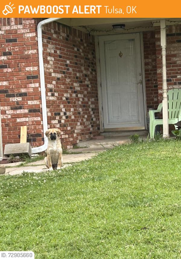 Found/Stray Unknown Dog last seen Near homes , Tulsa, OK 74128