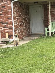 Found/Stray Unknown Dog last seen Near homes , Tulsa, OK 74128