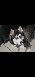 Reunited Male Dog last seen Vermont and Gage, Los Angeles, CA 90044