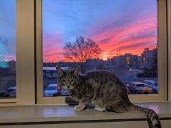 Reunited Female Cat last seen Between Elara apmts & Whole Foods, Flagstaff, AZ 86001