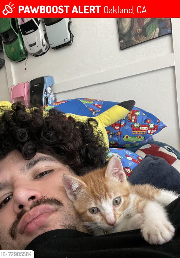 Lost Male Cat last seen Stoneford ave, Oakland, CA 94603