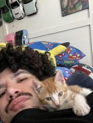 Lost Male Cat last seen Stoneford ave, Oakland, CA 94603