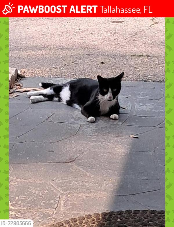 Lost Male Cat last seen Capital lanes bowling alley in , Tallahassee, FL 32301