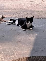 Lost Male Cat last seen Capital lanes bowling alley in , Tallahassee, FL 32301
