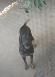 Lost Female Dog last seen Last seen near Rosemont Ave and Tuolumne Road near Modesto High school. , Modesto, CA 95351