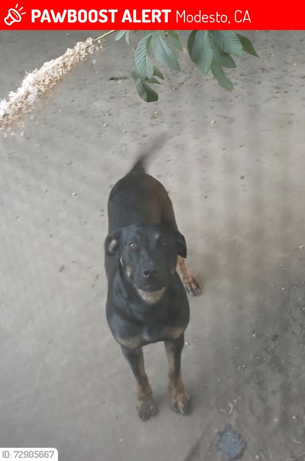 Lost Female Dog last seen Last seen near Rosemont Ave and Tuolumne Road near Modesto High school. , Modesto, CA 95351
