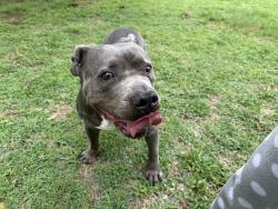 Found/Stray Male Dog last seen Broken arrow , Broken Arrow, OK 74014