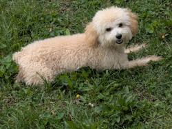 Found/Stray Female Dog last seen Crownhill Cemetery , Indianapolis, IN 46208