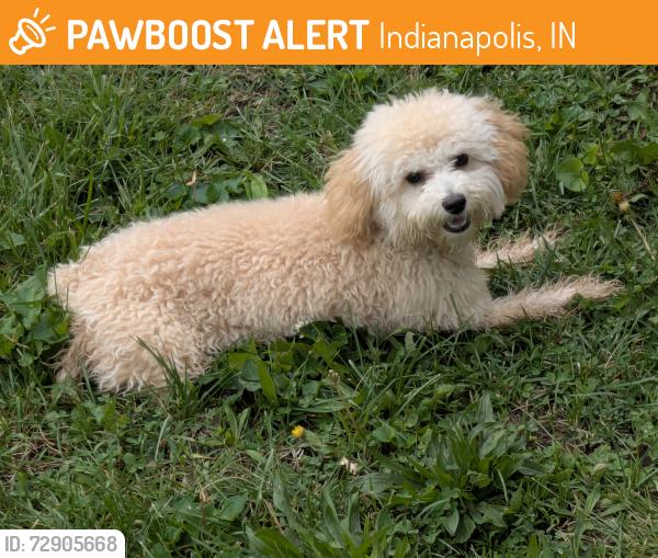 Found/Stray Female Dog last seen Crownhill Cemetery , Indianapolis, IN 46208