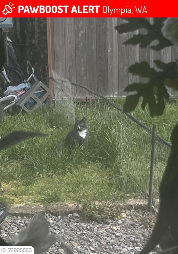 Lost Female Cat last seen 46th Ave, Eastbay DR, Libby RD, Olympia, WA 98506