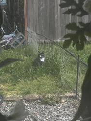Lost Female Cat last seen 46th Ave, Eastbay DR, Libby RD, Olympia, WA 98506