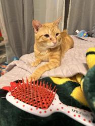 Reunited Male Cat last seen Near Bayside Dr, Palatine, IL 60074, USA, Palatine, IL 60074