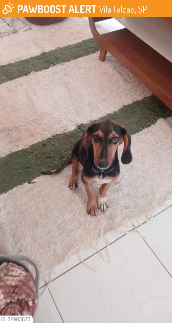 Found/Stray Male Dog last seen Perto do confiança da Falcão , Vila Falcao, SP 
