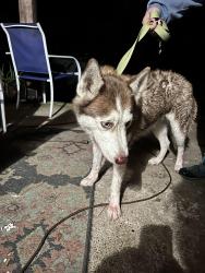 Reunited Female Dog last seen Magnolia max auto sales, Magnolia, TX 77355