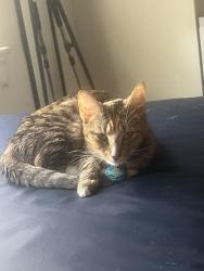 Lost Female Cat last seen Winthrop University campus, Rock Hill, SC 29730
