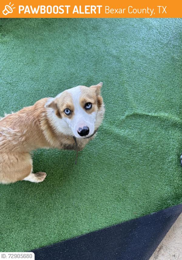 Found/Stray Unknown Dog last seen Boardwalk at hunters pond , Bexar County, TX 78152