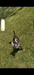 Reunited Male Dog last seen Near federal street, Baltimore, MD 21213