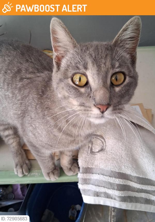 Found/Stray Unknown Cat last seen county 20, Houston County, MN 55921