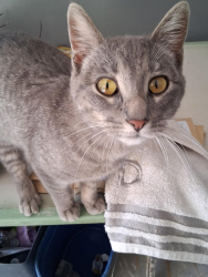 Found/Stray Unknown Cat last seen county 20 , Houston County, MN 55921