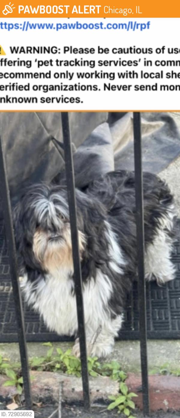 Found/Stray Unknown Dog last seen 44th & S. Champlain, Chicago, IL 60653