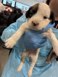 Shelter Stray Female Dog last seen S Englehart Ave & Sumner Ave, Reedley Zone Fresno CO 4 93654, CA, Fresno, CA 93706