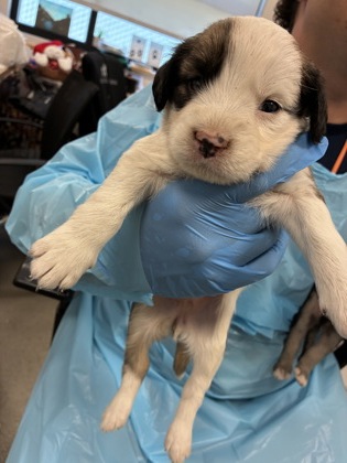 Shelter Stray Female Dog last seen S Englehart Ave & Sumner Ave, Reedley Zone Fresno CO 4 93654, CA, Fresno, CA 93706