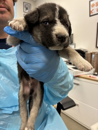 Shelter Stray Male Dog last seen S Englehart Ave & Sumner Ave, Reedley Zone Fresno CO 4 93654, CA, Fresno, CA 93706