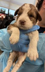 Shelter Stray Female Dog last seen S Englehart Ave & Sumner Ave, Reedley Zone Fresno CO 4 93654, CA, Fresno, CA 93706