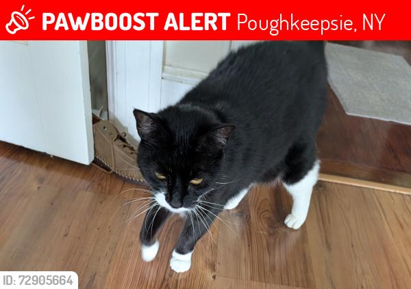 Lost Female Cat last seen Spoor Ave , Poughkeepsie, NY 12603